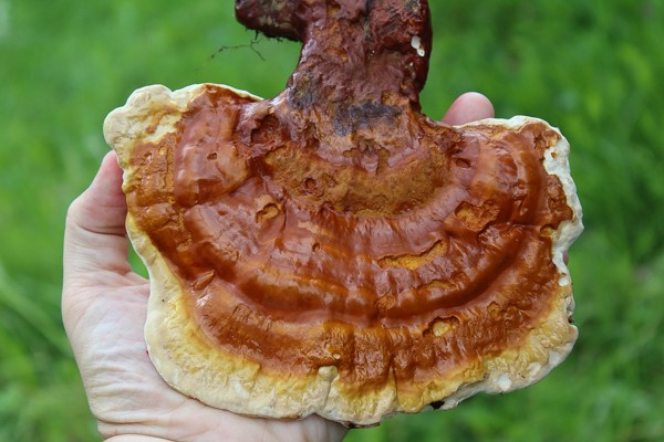 reishi